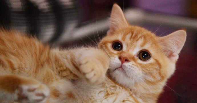 Чудеса чудесные...) Похождения кота Таза или История потерянного солнышка!