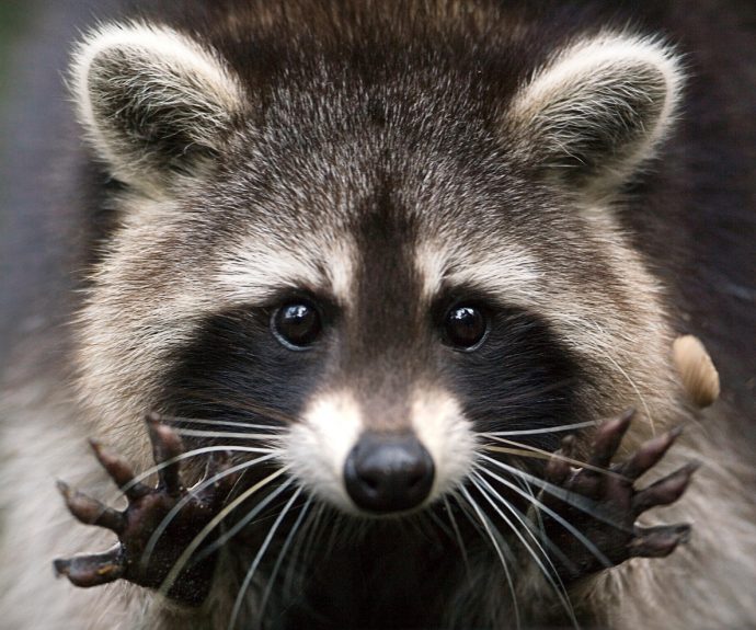 Енот-полоскун (Raccoon)