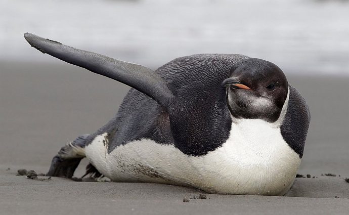 "Компас врёт, иду интуитивно!" Императорского пингвина из Антарктиды занесло на пляжи Новой Зеландии, где он наелся песка и принялся умирать...