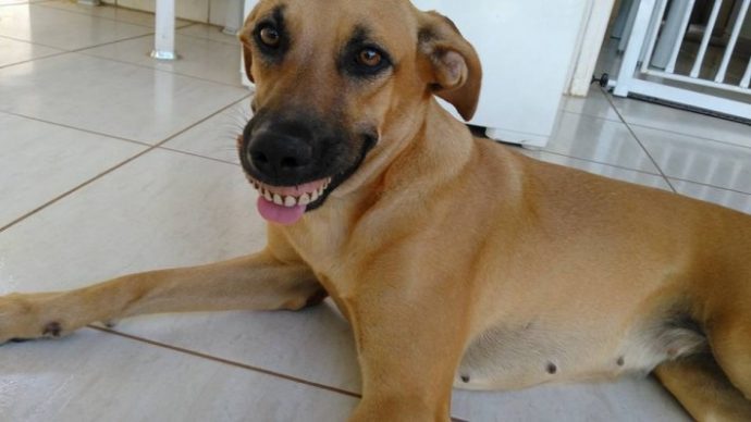 02-dog-wearing-dentures-710x399
