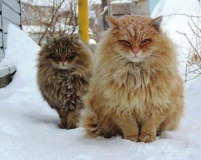 Кошки из Алтайского края - снежные звезды YouTube! Включайте скорее, вы не сможете оторваться!:) рис 2
