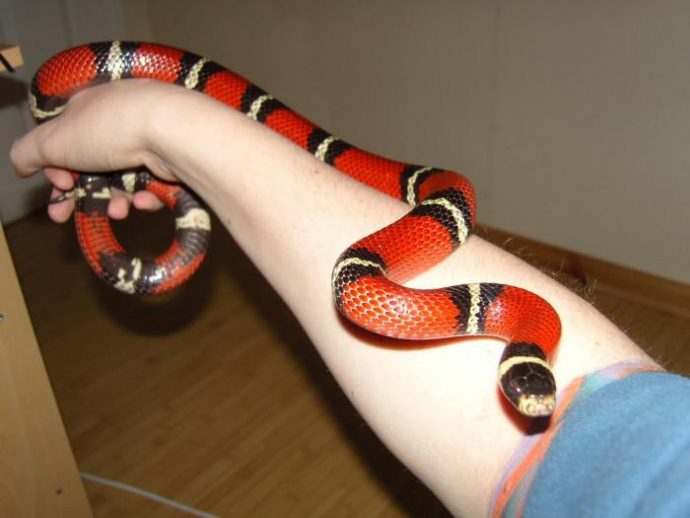 Молочная змея (Sinaloa milk snake) на руке