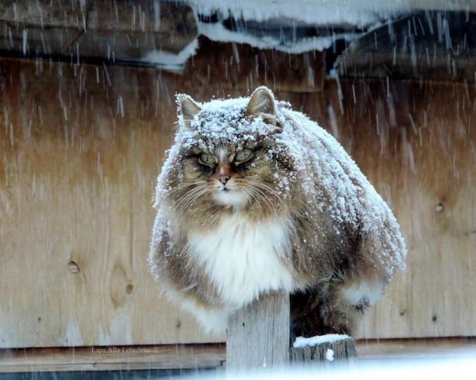 Кошки из Алтайского края - снежные звезды YouTube! Включайте скорее, вы не сможете оторваться!:) рис 3