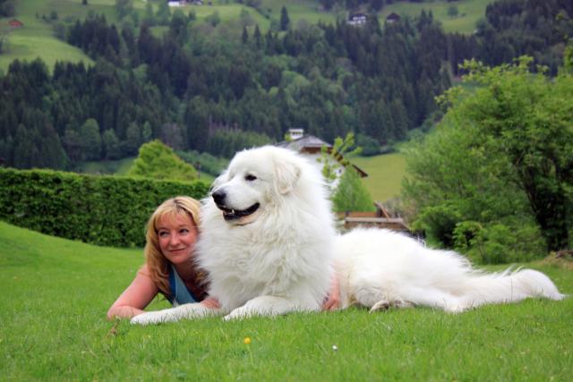 Пиренейская горная собака (Pyrenean Mountain Dog и Great Pyrenees) 3
