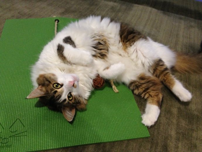 Feline-Yogi-Cat-Yoga-Mat-03
