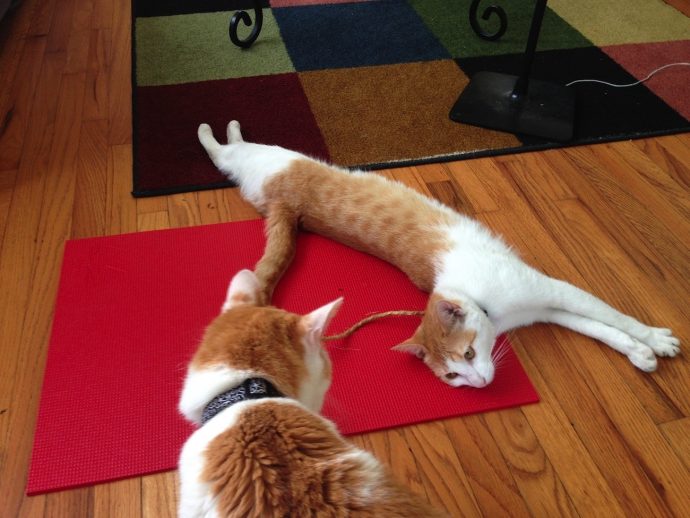 Feline-Yogi-Cat-Yoga-Mat-04