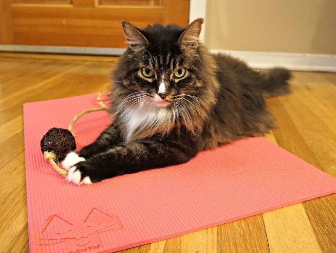 Feline-Yogi-Cat-Yoga-Mat-06