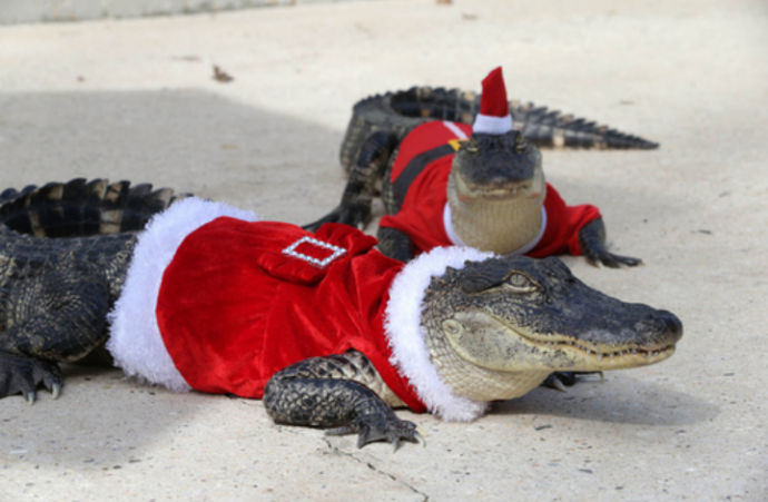 "Лучший мой подарочек - это ты"! Странные австралийцы то прячутся от крокодилов, то заказывают их в подарок на Рождество! :) рис 3