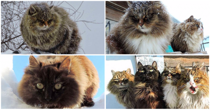 Кошки из Алтайского края - снежные звезды YouTube! Включайте скорее, вы не сможете оторваться!:)