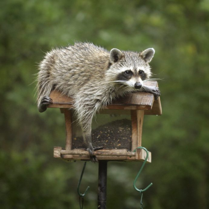 Raccoon-on-bird-feeder