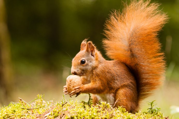 Will-Month-Squirrel-and-nut