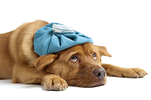 Собака отравилась: как реагировать, чтобы спасти жизнь и здоровье животного? Быстрая помощь в инфографике