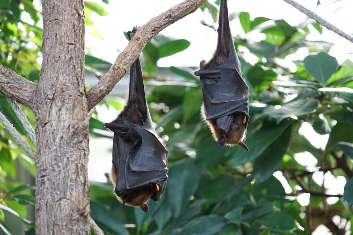 flying-foxes-2237213_960_720