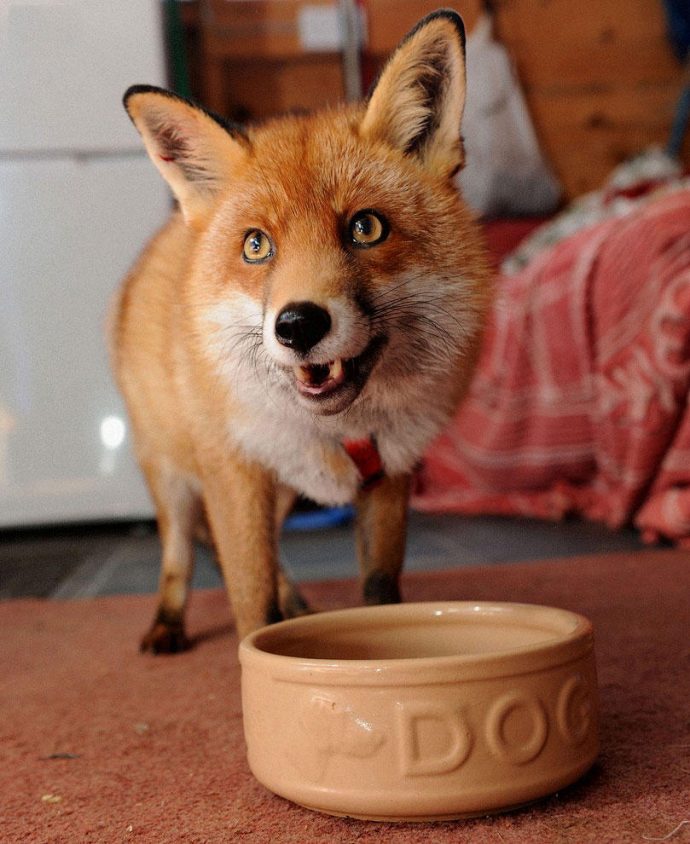 fox01