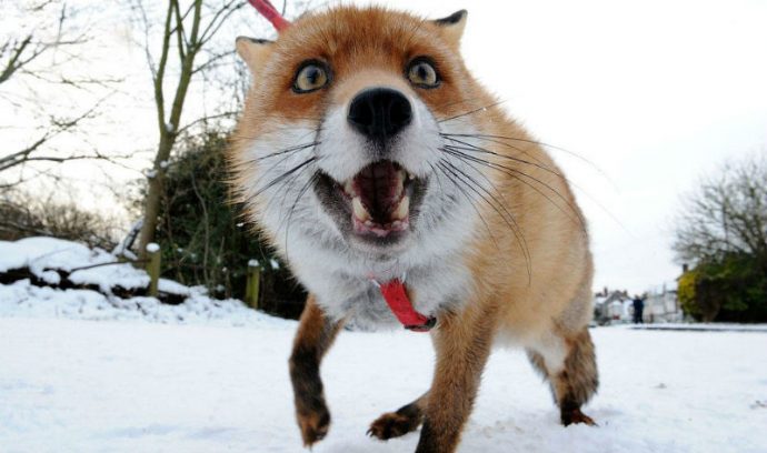 fox031