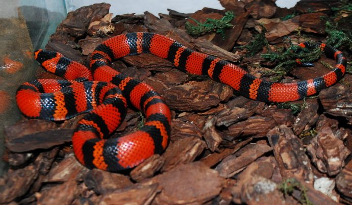 Молочная змея (Sinaloa milk snake) 1