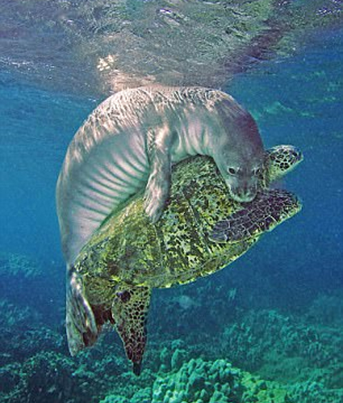 Тюлень просто проплывал мимо, когда увидел большую черепаху. И что же он начал с ней делать? В жизни не догадаетесь! :)