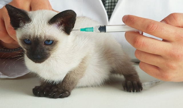 pisica-vaccin