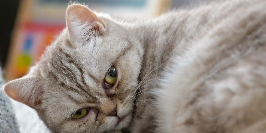 Опухоль у кошки на соске фото