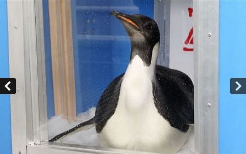 "Компас врёт, иду интуитивно!" Императорского пингвина из Антарктиды занесло на пляжи Новой Зеландии, где он наелся песка и принялся умирать... рис 6