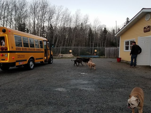 «Каждое утро этих малышей забирает школьный автобус...» В Новой Шотландии открыли настоящую школу... для собак! рис 4