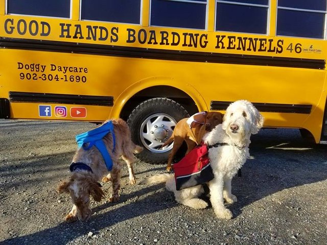 «Каждое утро этих малышей забирает школьный автобус...» В Новой Шотландии открыли настоящую школу... для собак!