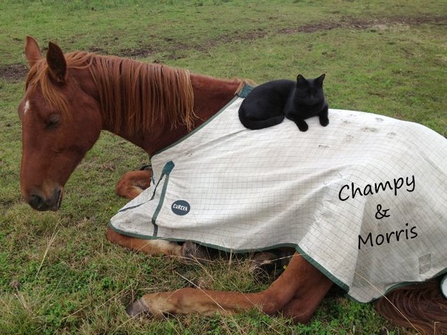 Моррис и Чампи – лучшие друзья! Невероятная история о дружбе застенчивого кота и жизнерадостной лошадки рис 2