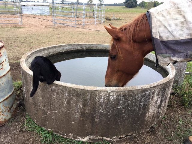 Моррис и Чампи – лучшие друзья! Невероятная история о дружбе застенчивого кота и жизнерадостной лошадки рис 4