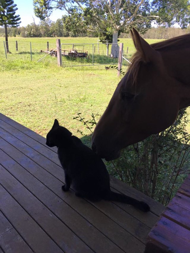 Моррис и Чампи – лучшие друзья! Невероятная история о дружбе застенчивого кота и жизнерадостной лошадки