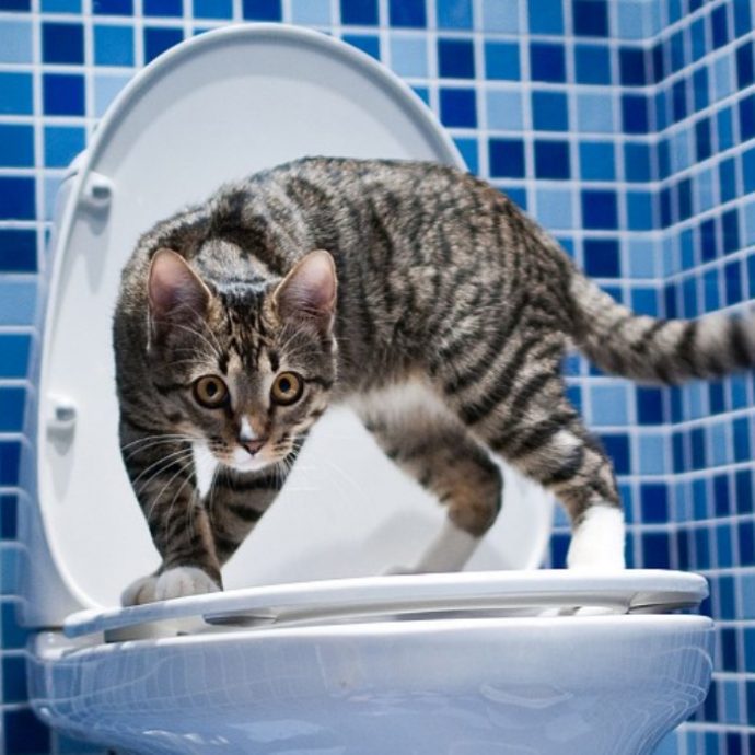 Биотуалеты для кошек - интересная новинка! Понравится ли вашему котейке такое чудо техники?
