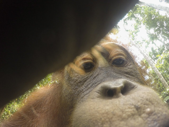 Дикий орангутанг умыкнул камеру у фотографа и сделал суперские селфи! Смотрите сами! :)