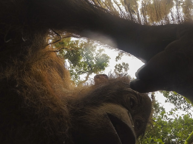 Дикий орангутанг умыкнул камеру у фотографа и сделал суперские селфи! Смотрите сами! :) рис 3