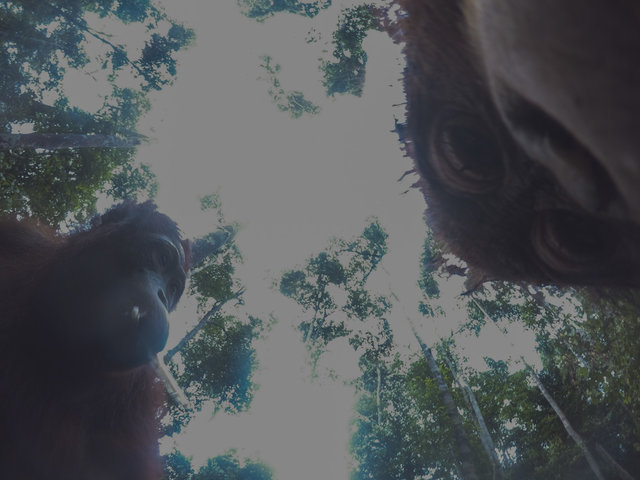 Дикий орангутанг умыкнул камеру у фотографа и сделал суперские селфи! Смотрите сами! :) рис 2