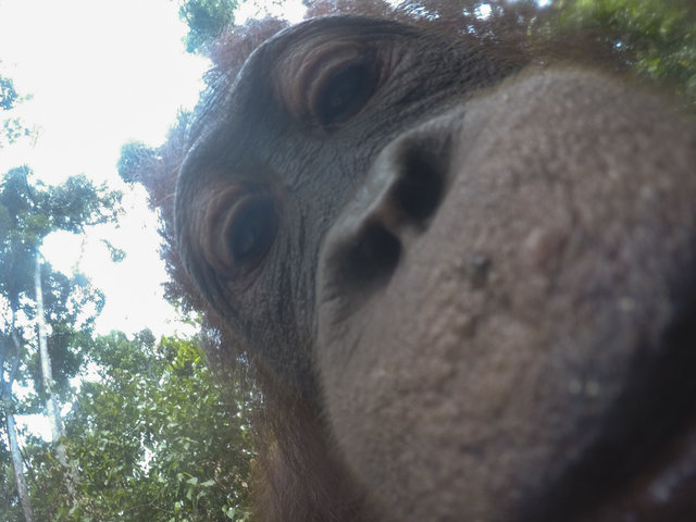 Дикий орангутанг умыкнул камеру у фотографа и сделал суперские селфи! Смотрите сами! :) рис 4