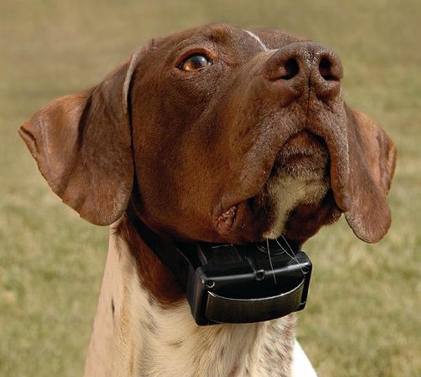 Электрошоковый ошейник – ПЫТКА для вашей собаки! Вся правда о том, как работает это "украшение" рис 4
