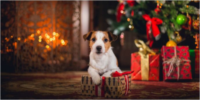 Что подарить на Новый Год любимой собаке? Идеи для обоюдной радости! рис 6
