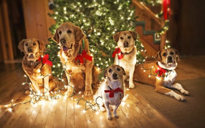 Что подарить на Новый Год любимой собаке? Идеи для обоюдной радости!