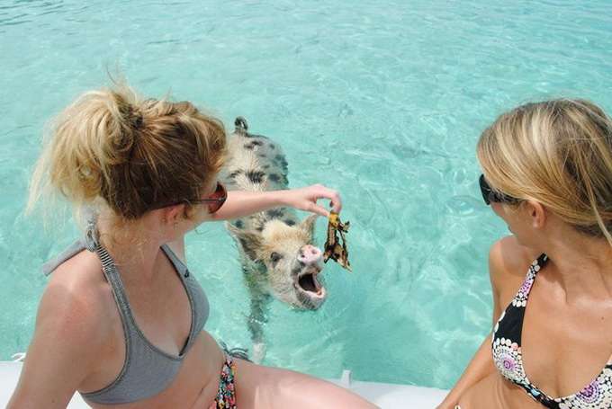 Разноцветные водоплавающие свинки на Багамских островах: мы бы тоже не отказались так жить! :) рис 4