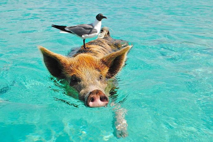 Разноцветные водоплавающие свинки на Багамских островах: мы бы тоже не отказались так жить! :)