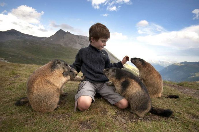 "Мои друзья - сурки!" Потрясающая фото-история сказочной дружбы мальчика и альпийских сурков :) рис 3