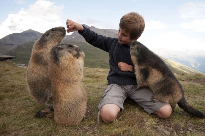 "Мои друзья - сурки!" Потрясающая фото-история сказочной дружбы мальчика и альпийских сурков :) рис 4