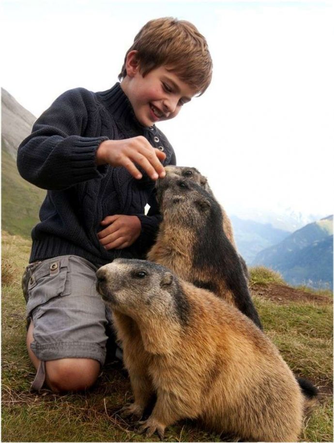 "Мои друзья - сурки!" Потрясающая фото-история сказочной дружбы мальчика и альпийских сурков :) рис 7