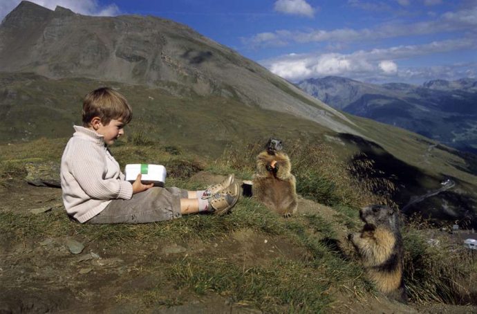 "Мои друзья - сурки!" Потрясающая фото-история сказочной дружбы мальчика и альпийских сурков :) рис 8