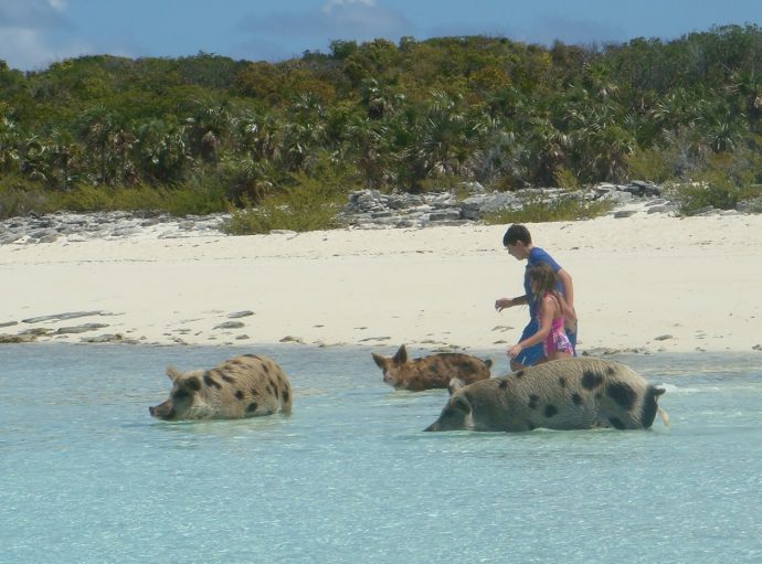 Разноцветные водоплавающие свинки на Багамских островах: мы бы тоже не отказались так жить! :) рис 2