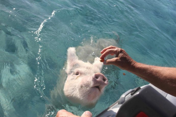 Разноцветные водоплавающие свинки на Багамских островах: мы бы тоже не отказались так жить! :) рис 3