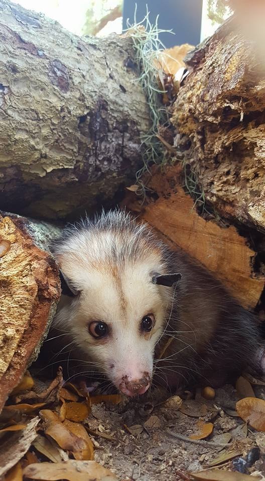 1-opossum.jpg