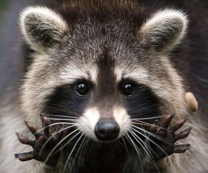 Вас могут обмануть... эти глаза! :) 15 самых милых животных, которые предельно опасны! рис 2