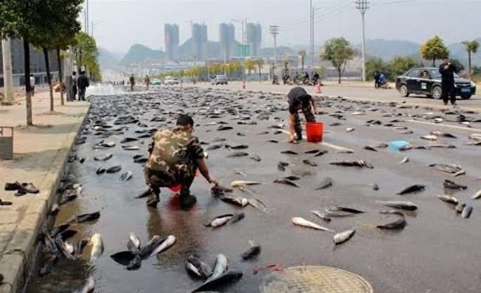 Рыба прямо с неба! Жители мексиканского города не ждали, что на них обрушится рыбный дождь... рис 3