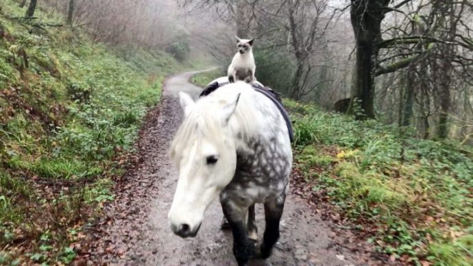 2_CATERS_HORSE_RIDING_CAT_02-768x432