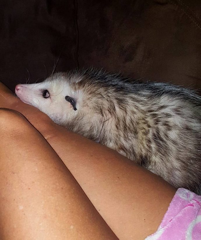3-opossum.jpg